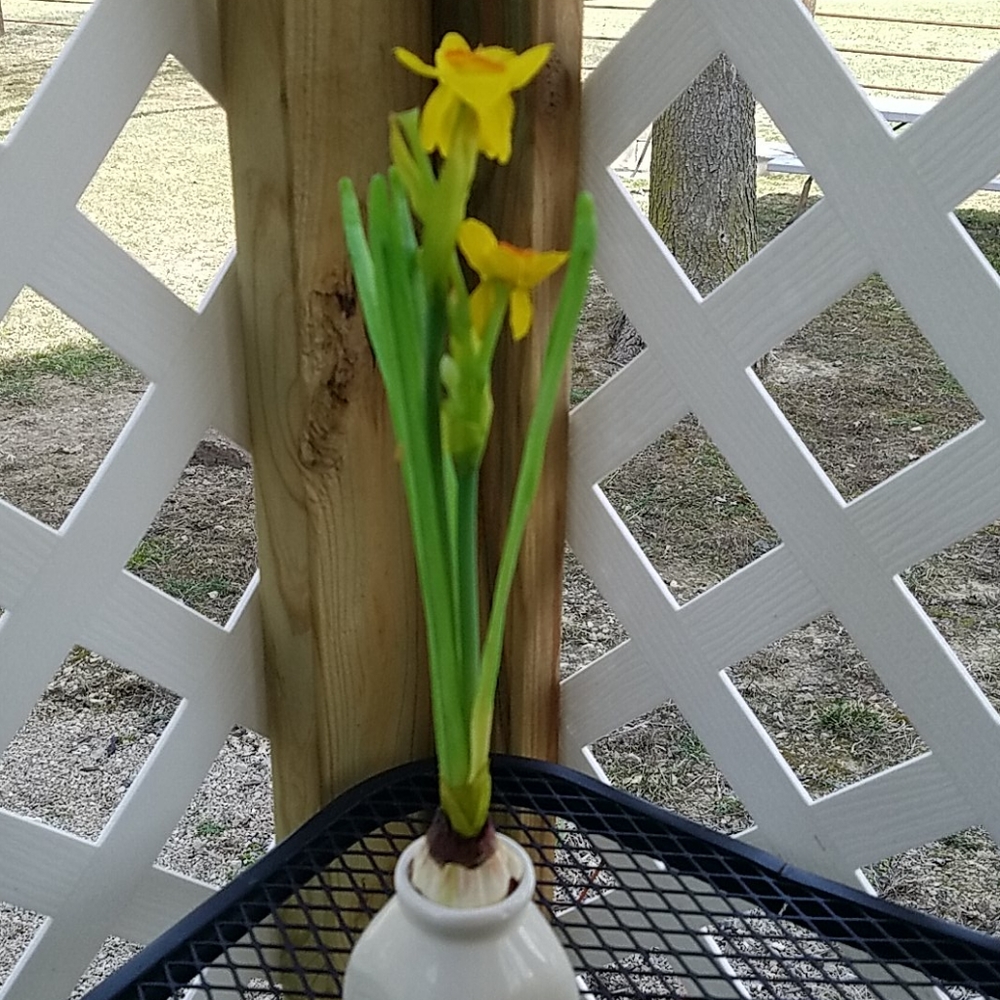 Spring Flower's & Vase